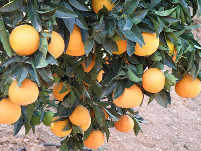 Αποζημιώσεις για τα πορτοκάλια ζητούν οι παραγωγοί στην Άρτα